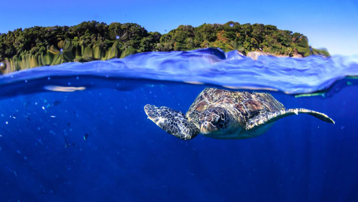 turtle in the sea